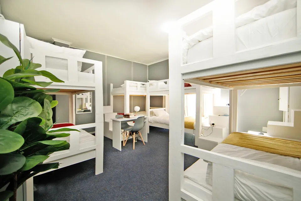Dormitory with bunk beds and a leafy plant